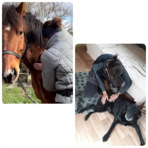 Tierphysiotherapie Pferd, Hund; manuelle Therapie